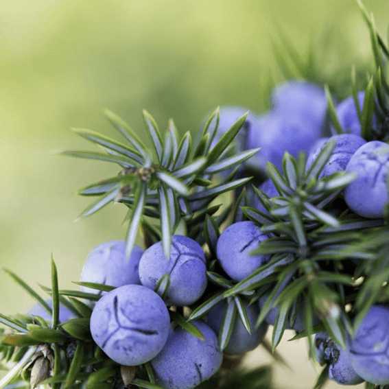 What is Gin? - A blog by Horse Guards London Dry Gin Ltd